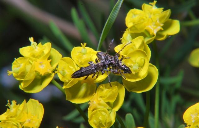 Cerambycidae: Deilus fugax in accoppiamento